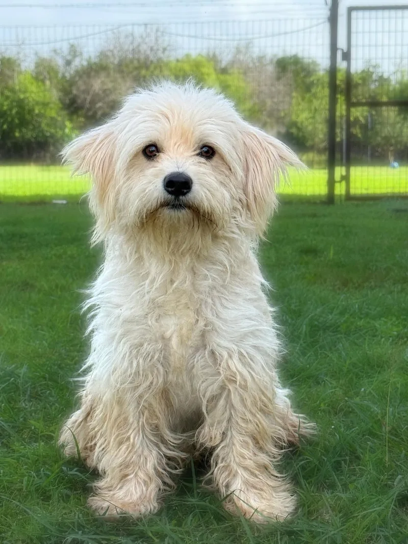An adult small-sized male Terrier dog named Ivan for adoption in Helotes, TX