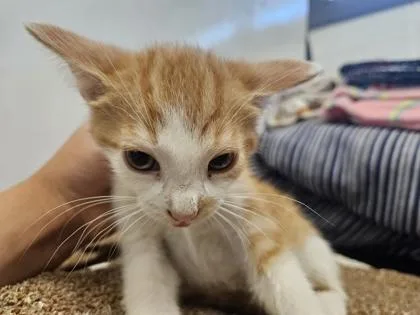 An adult small-sized male Domestic Short Hair cat named Good Job for adoption in Spruce Pine, NC