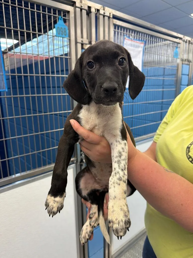 A baby medium-sized female Labrador Retriever dog named Roxie for adoption in Hartsville, SC