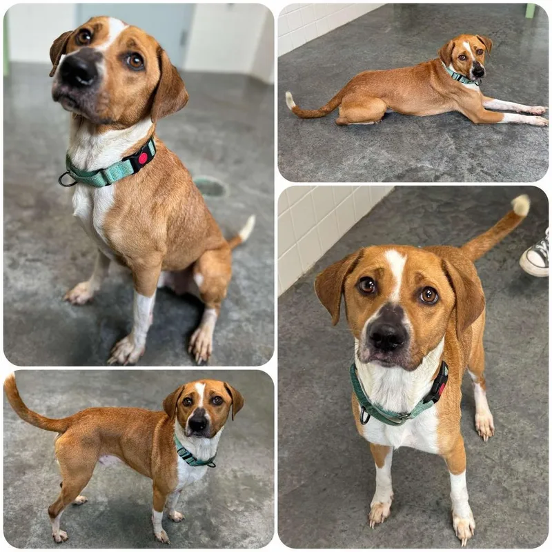 An adult medium-sized male Yellow / Tan / Blond / Fawn Mixed Breed dog named Loki for adoption in Melbourne, KY