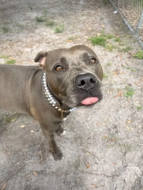 An adult large-sized female Pit Bull Terrier dog named Queen for adoption in Saint Cloud, FL