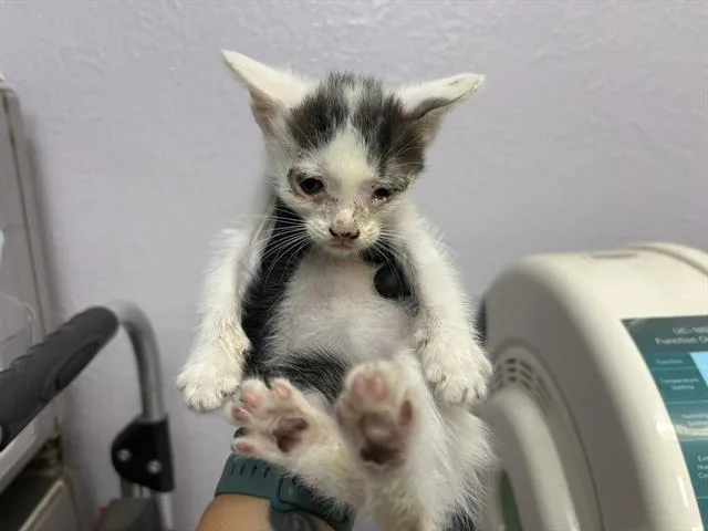 Huey