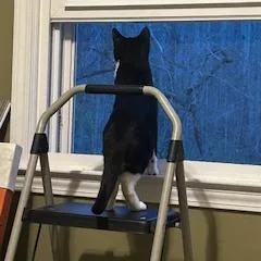 A young small-sized male Domestic Short Hair cat named Lazarus for adoption in Cumming, GA