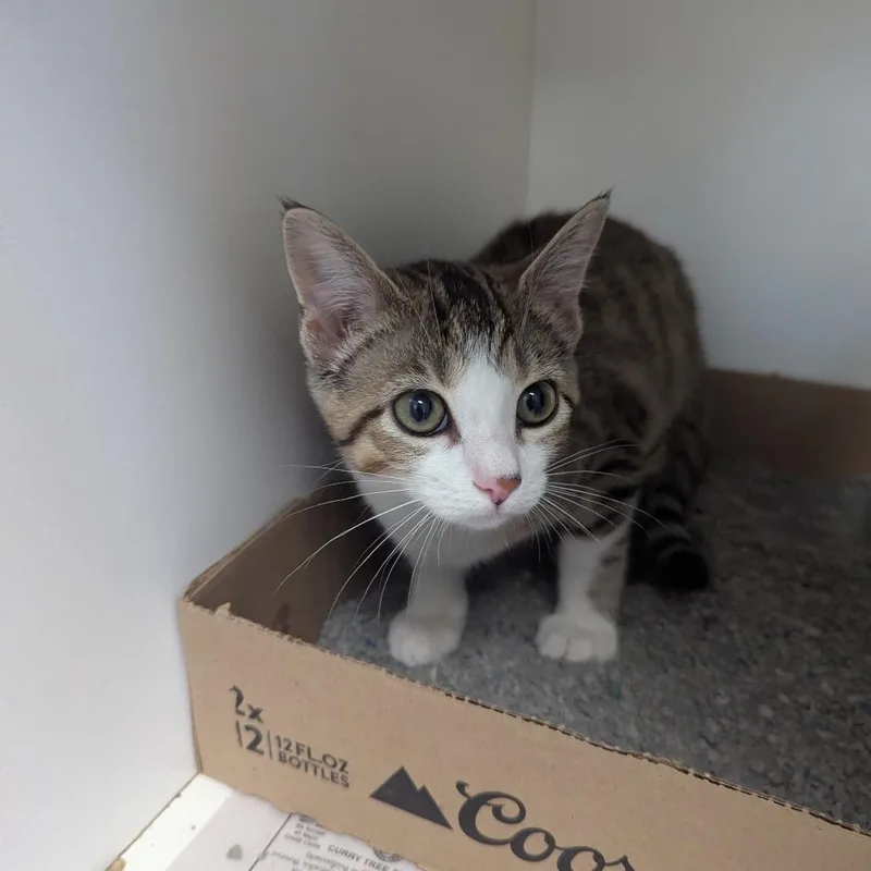 A baby small-sized female Brown / Chocolate Domestic Short Hair cat named Mallie for adoption in Jeffersonville, IN