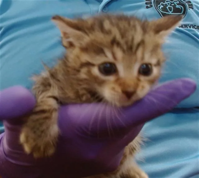 A baby small-sized female Domestic Short Hair cat named Rolly for adoption in Miami, FL