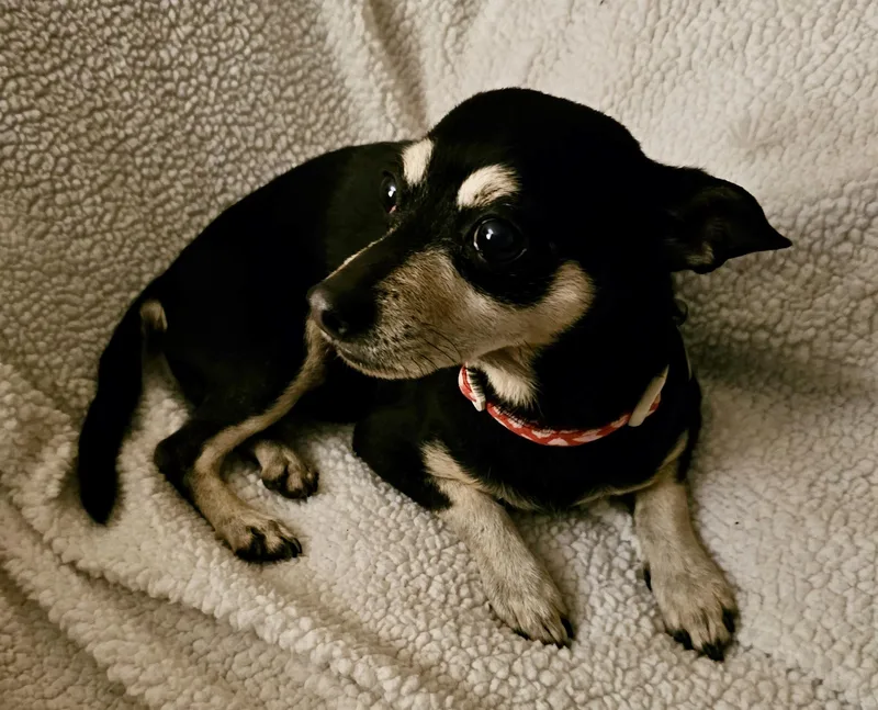 Toby & Precious Chihuahua thumbnail 2