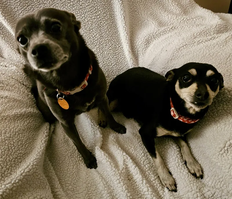 Toby & Precious Chihuahua thumbnail 3