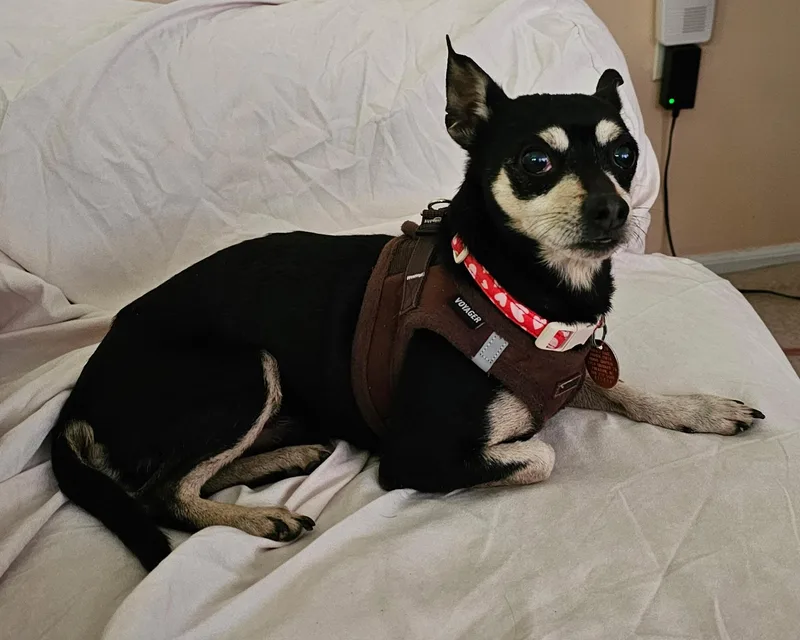 Toby & Precious Chihuahua thumbnail 4