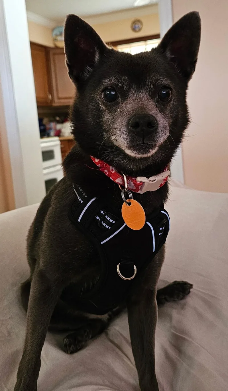 Toby & Precious Chihuahua thumbnail 5