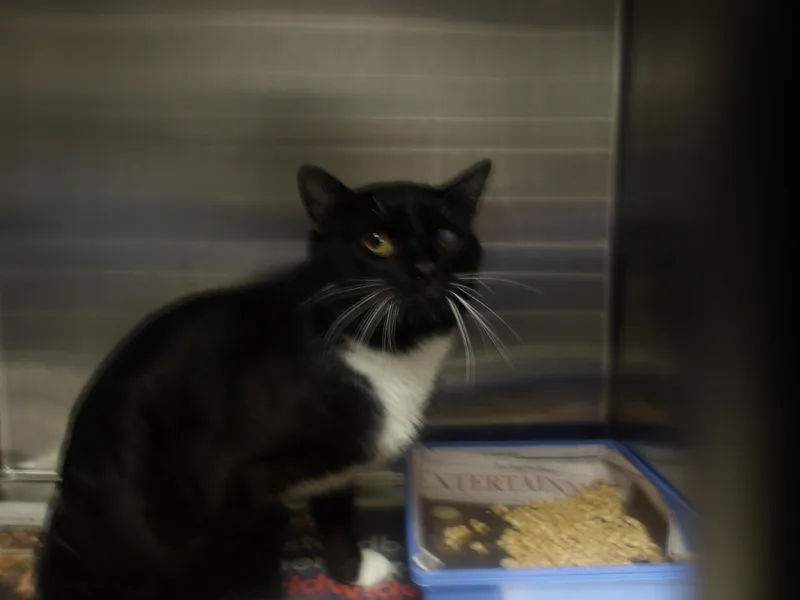 A young large-sized male Domestic Short Hair cat named M.j for adoption in Los Angeles, CA