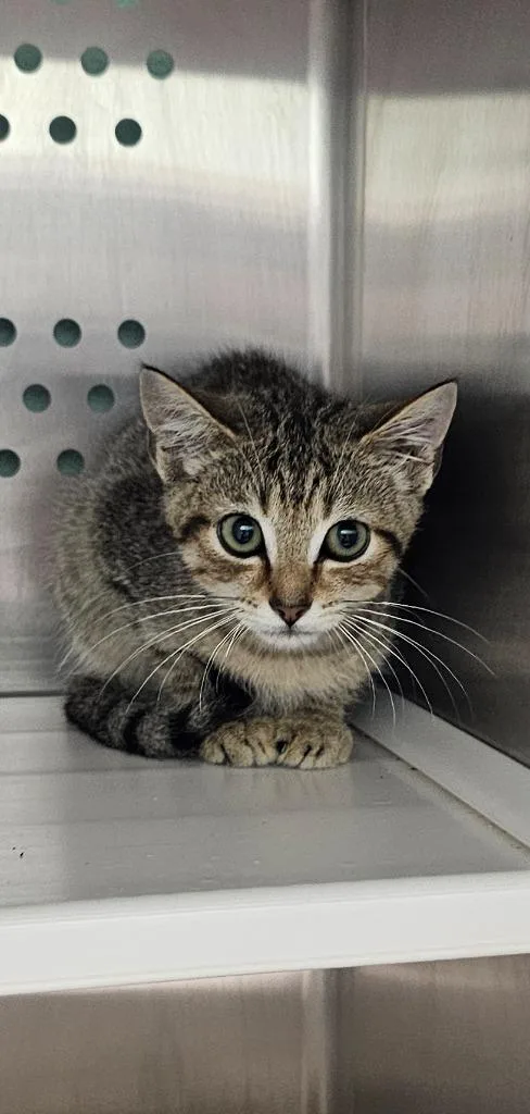 A baby small-sized male Domestic Short Hair cat named Ashe for adoption in Athens, TN