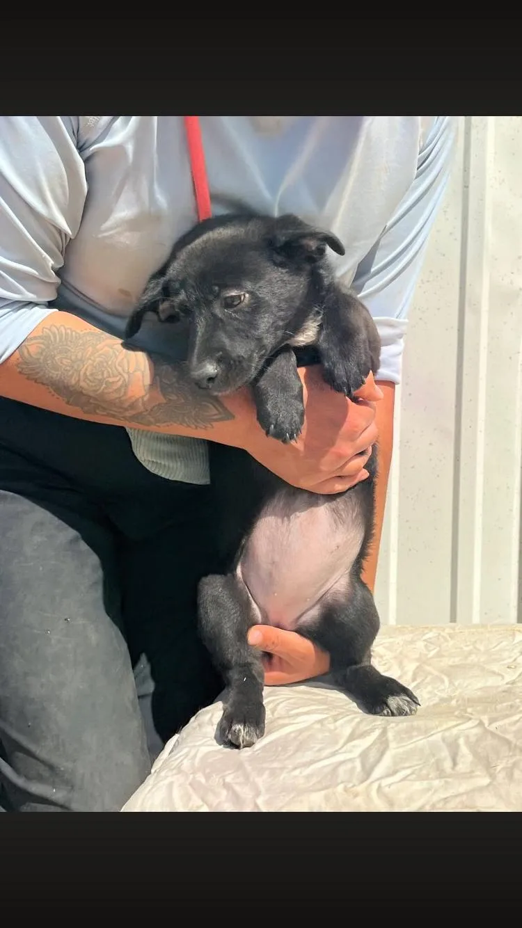 A baby medium-sized female Black Black Labrador Retriever dog named Freedom for adoption in Paradise, TX