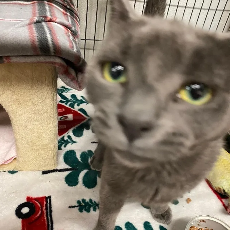 A young medium-sized female Domestic Short Hair cat named Tempe for adoption in Kankakee, IL