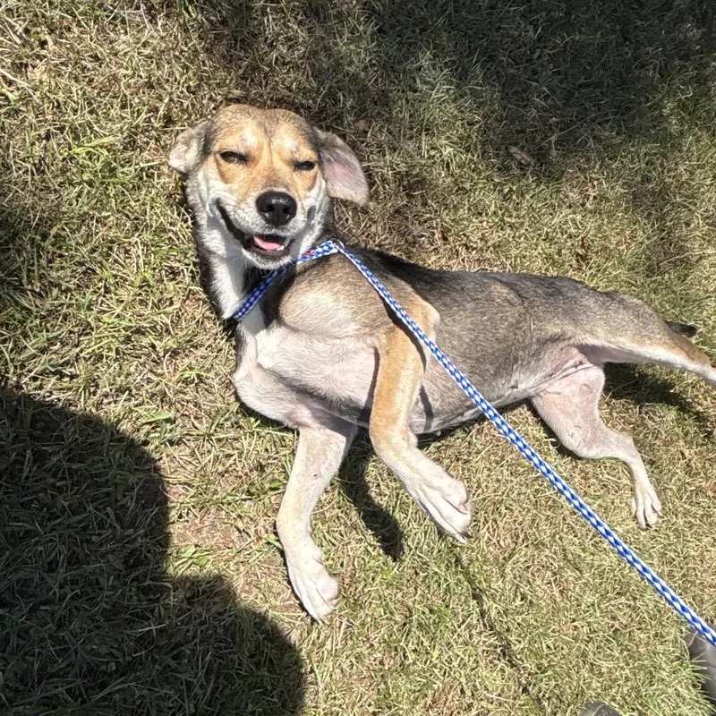 A young medium-sized female Brown / Chocolate Beagle dog named Life Saver for adoption in Clanton, AL
