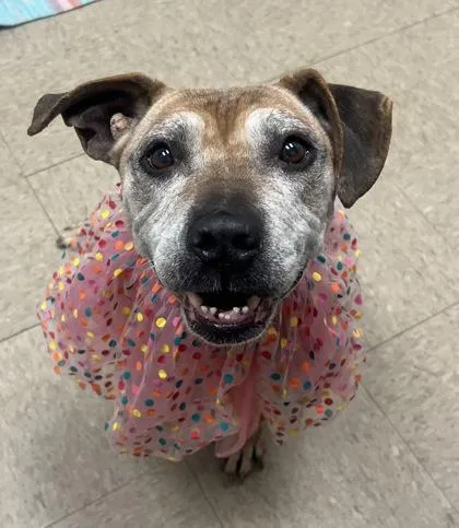 A senior medium-sized female Yellow / Tan / Blond / Fawn Mixed Breed dog named Nana for adoption in Hamilton, OH