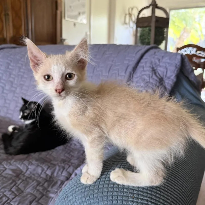 A baby small-sized female Orange / Red Domestic Medium Hair cat named Shag for adoption in Tustin, CA