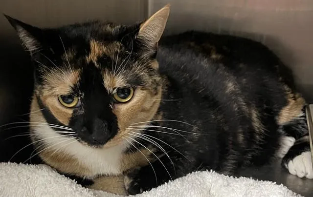A young small-sized female Domestic Short Hair cat named Miso for adoption in Upper Marlboro, MD
