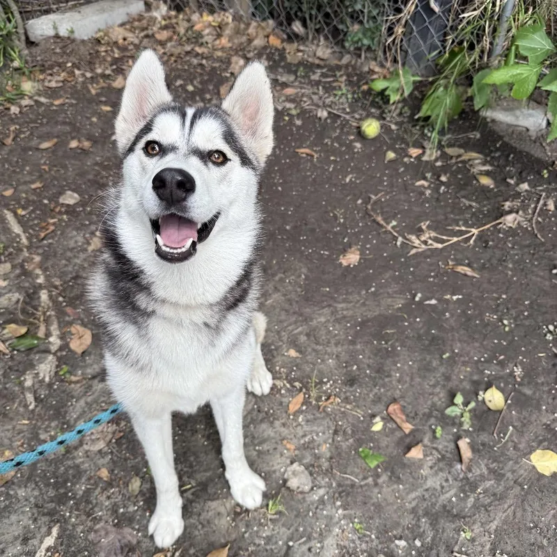 A young medium-sized female White / Cream Husky dog named Ivy for adoption in Long Beach, CA