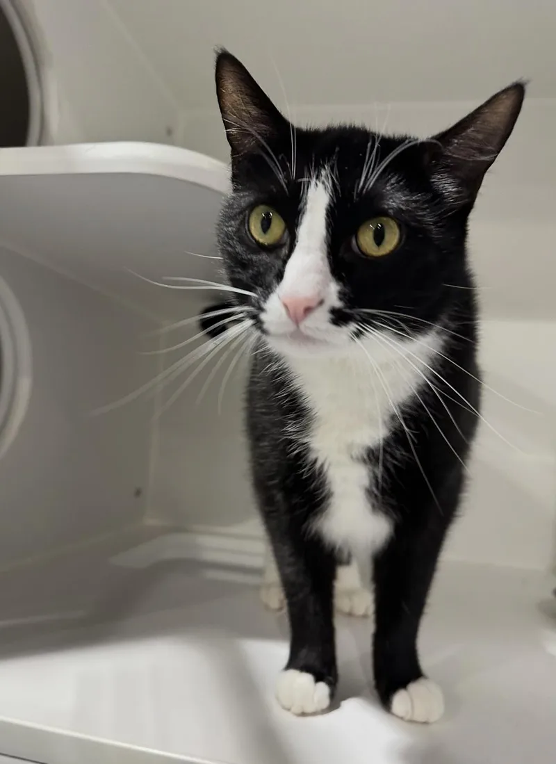 An adult large-sized male Black & White / Tuxedo Domestic Short Hair cat named Charming for adoption in Seattle, WA