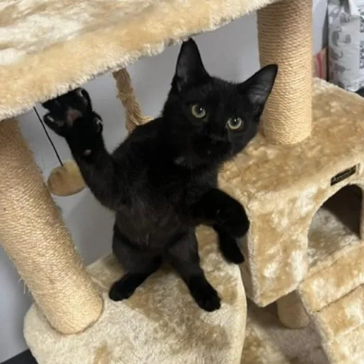 A baby medium-sized male Black Domestic Short Hair cat named Brisket for adoption in Kankakee, IL