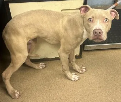 A baby medium-sized male Mixed Breed dog named Dezzy for adoption in Chamblee, GA