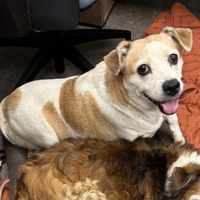 A senior medium-sized female Beagle dog named Bo Peep for adoption in Yucaipa, CA