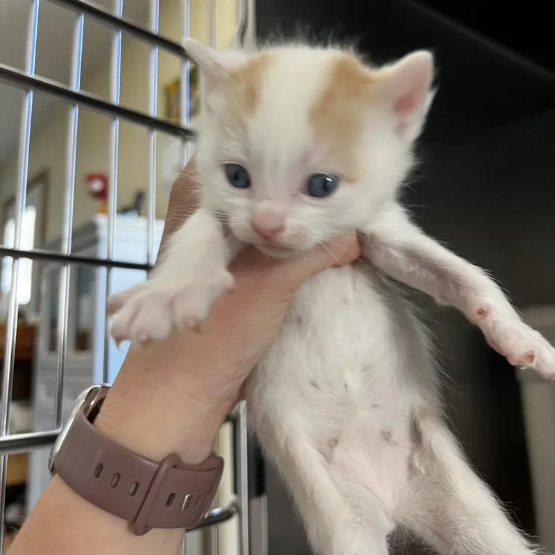 A baby small-sized male White Domestic Short Hair cat named Samson for adoption in Harrisville, WV