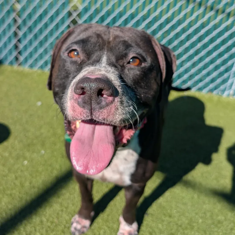 An adult large-sized male Black Labrador Retriever dog named Droolius Caesar for adoption in Lakeland, FL