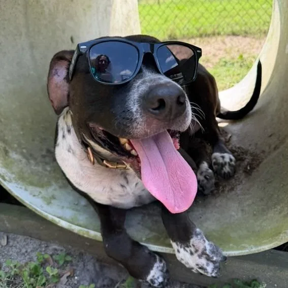 Droolius Caesar thumbnail 6