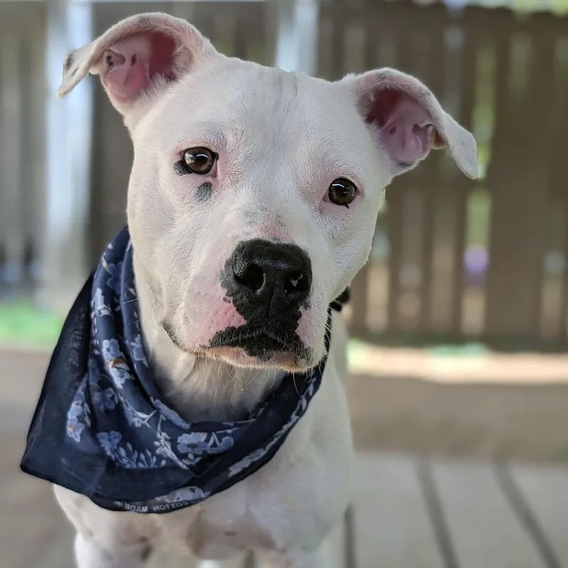 A young medium-sized female White / Cream Terrier dog named Meatball for adoption in House Springs, MO