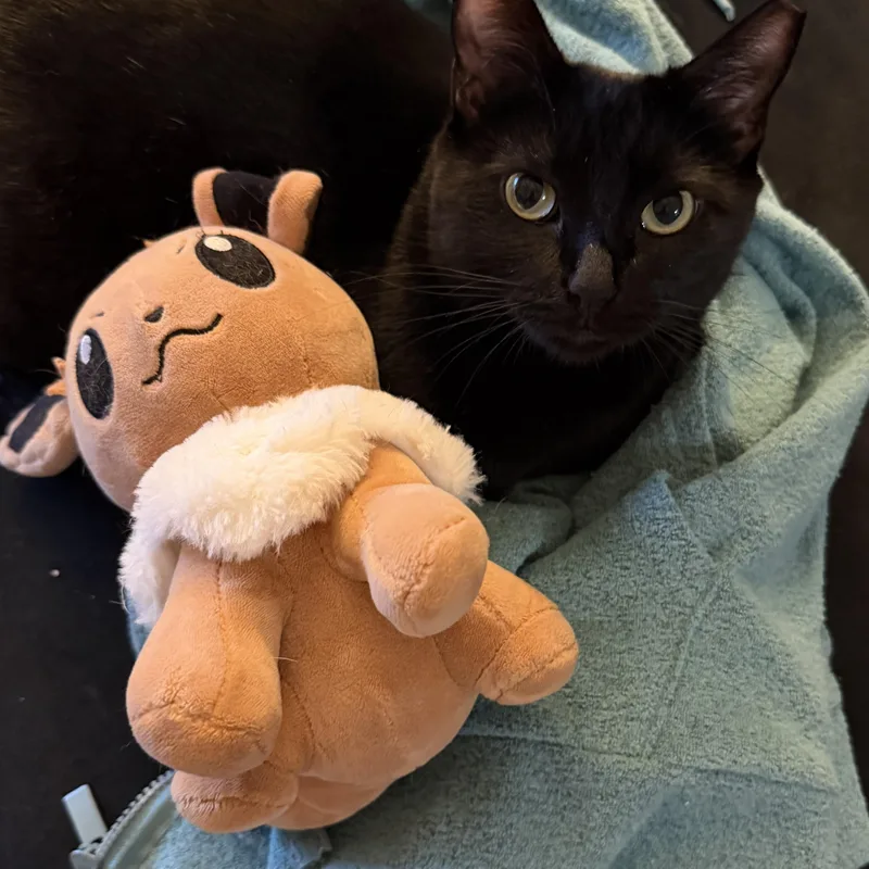 An adult medium-sized female Black Domestic Short Hair cat named Phoenix II for adoption in Houston, TX