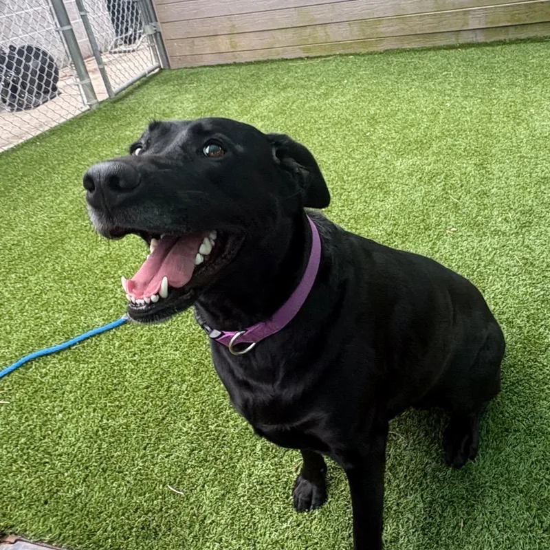 An adult small-sized female Black Labrador Retriever dog named Luna for adoption in Chattanooga, TN