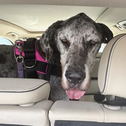 An adult large-sized male Gray / Blue / Silver Great Dane dog named Zeus for adoption in Atlanta, GA