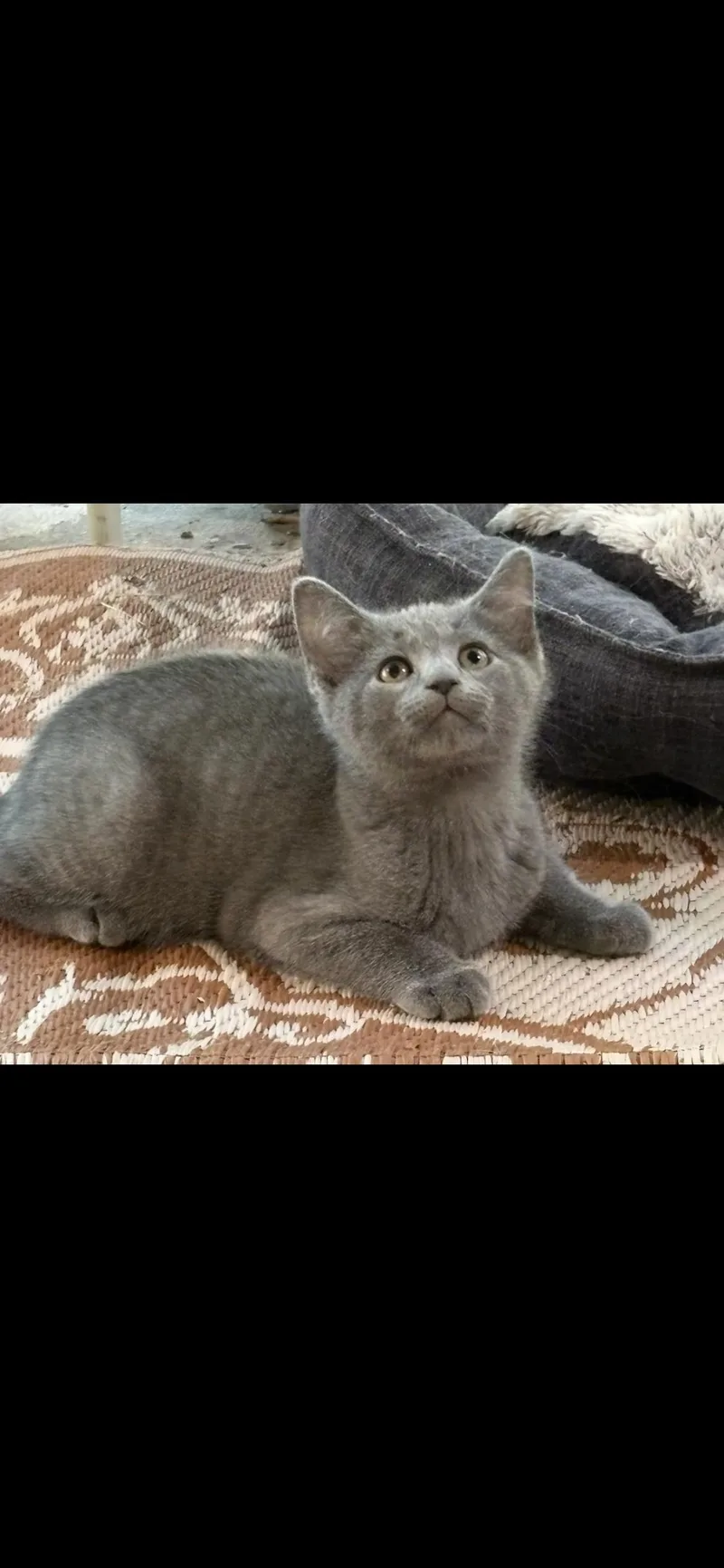A baby medium-sized male Gray / Blue / Silver Domestic Short Hair cat named Kramer for adoption in Saint Louis, MO