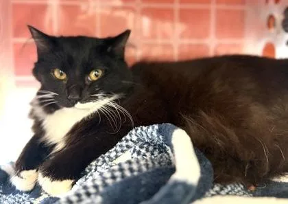 Fuzzy Coconut thumbnail 2