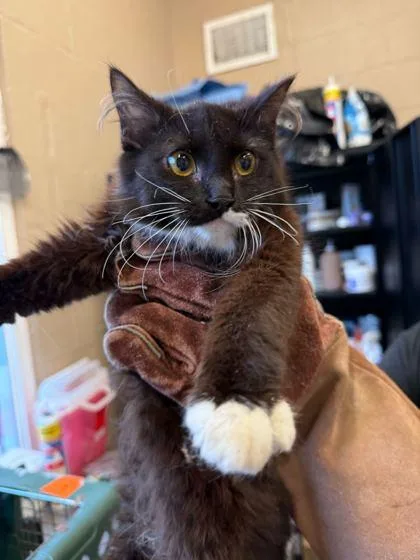 Fuzzy Coconut thumbnail 3