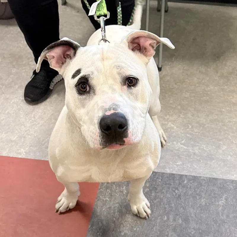 Ronald Mcdonald thumbnail 2