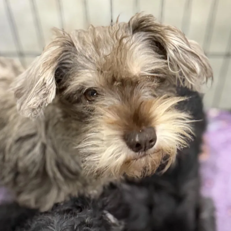 A young small-sized female Schnauzer dog named Maggie for adoption in Birmingham, AL