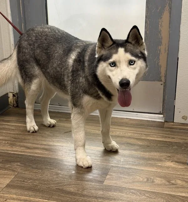 An adult medium-sized female Siberian Husky dog named Bella Loca for adoption in San Diego, CA