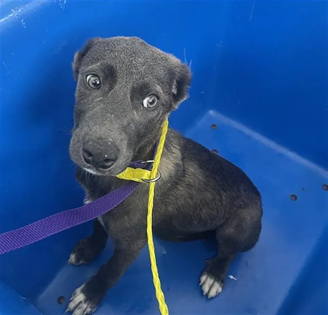 A baby medium-sized female Mixed Breed dog named Sweetie for adoption in Dallas, TX