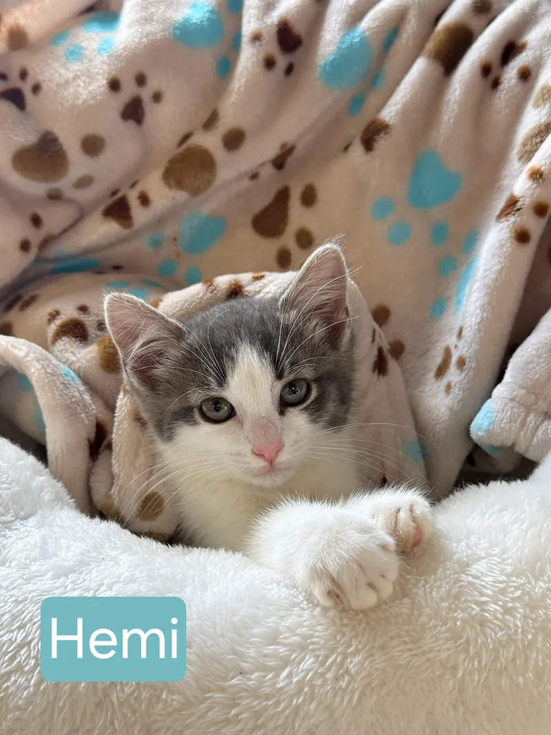 A baby small-sized female Domestic Short Hair cat named Hemi for adoption in Canton, CT