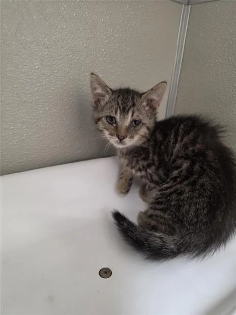 A baby small-sized male Domestic Short Hair cat named A for adoption in Tracy, CA