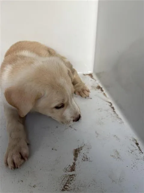 A baby small-sized male Labrador Retriever dog named A for adoption in Houston, TX