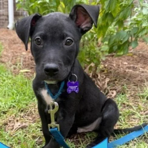 A baby medium-sized male Black Labrador Retriever dog named Tuxedo for adoption in Hopkinton, MA