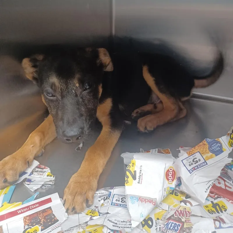 A baby small-sized male Black Feist dog named Wobbuffet for adoption in Hattiesburg, MS
