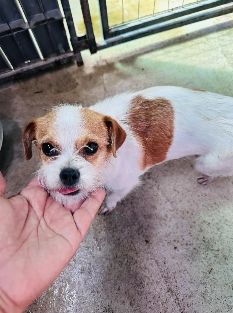 A young small-sized female Terrier dog named Petunia for adoption in Manhattan, NY