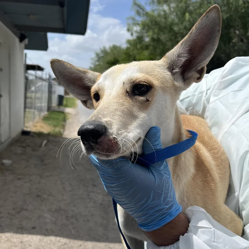 A young medium-sized female Yellow / Tan / Blond / Fawn Shepherd dog named Felice for adoption in Edinburg, TX