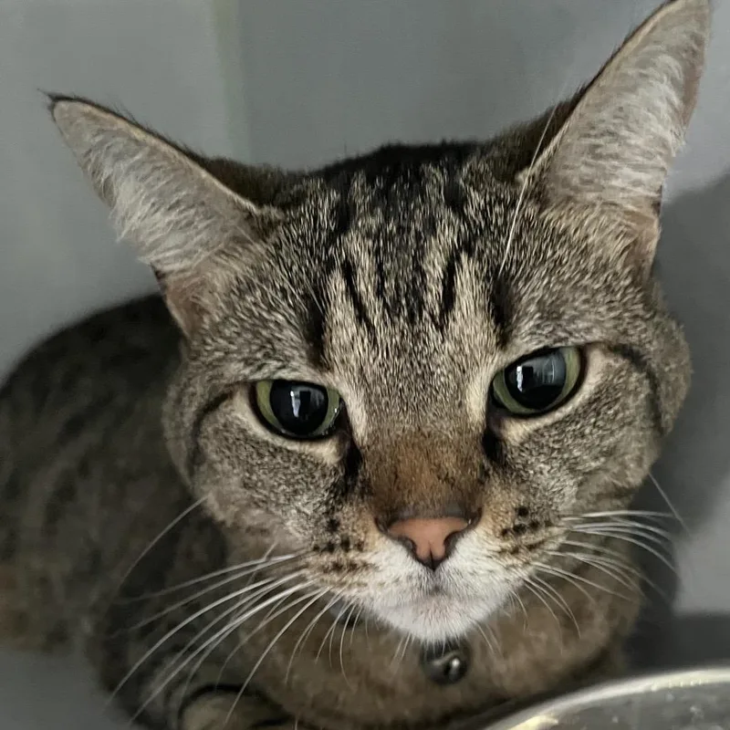 An adult medium-sized female Gray / Blue / Silver Domestic Short Hair cat named Kairi for adoption in Sarasota, FL