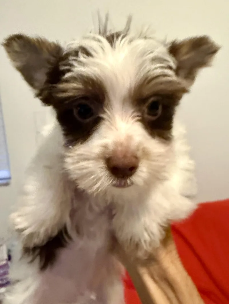 A baby small-sized male Yorkshire Terrier dog named Biro Two Yorkshire Terrier for adoption in Boca Raton, FL