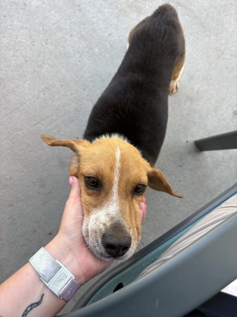 An adult small-sized male Tricolor (Brown, Black, & White) Beagle dog named Liam for adoption in Ashland, VA